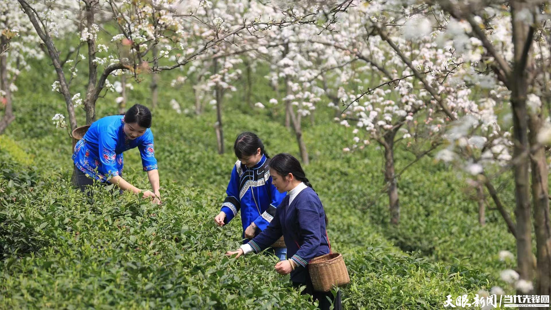 貴州茶山2（林茶相間）.jpg