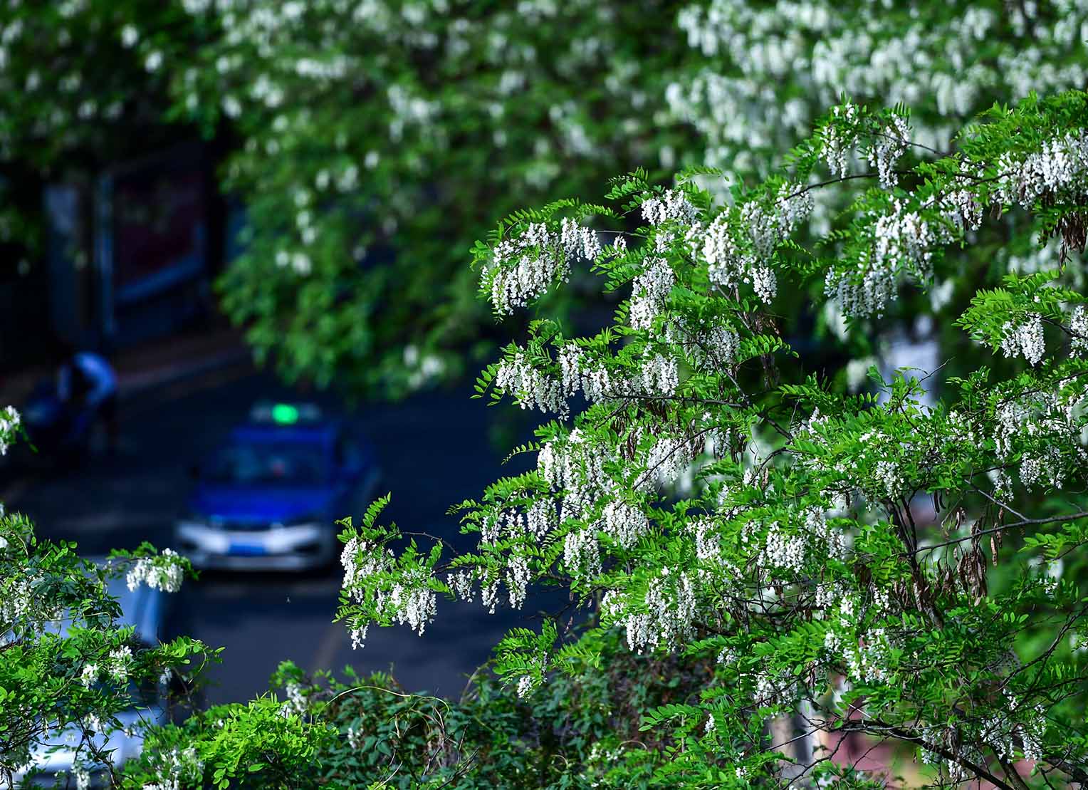 又見槐花一樹芳 (13).jpg