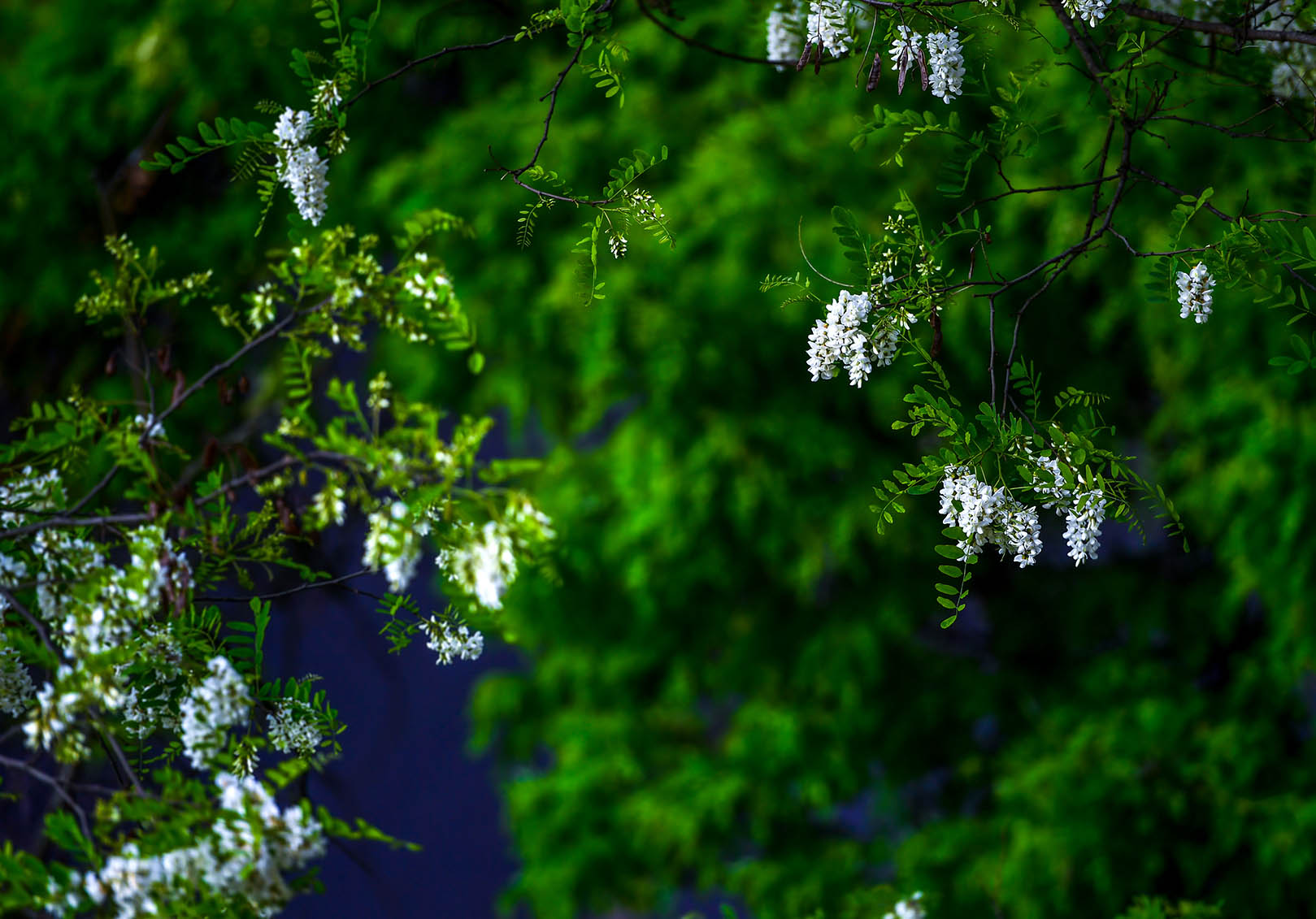 又見槐花一樹芳 (12).jpg