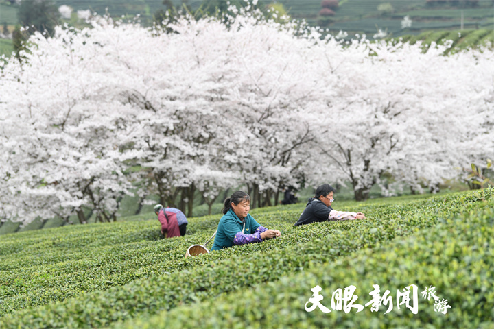 余慶松煙二龍茶園2。賀春雨   攝.jpg