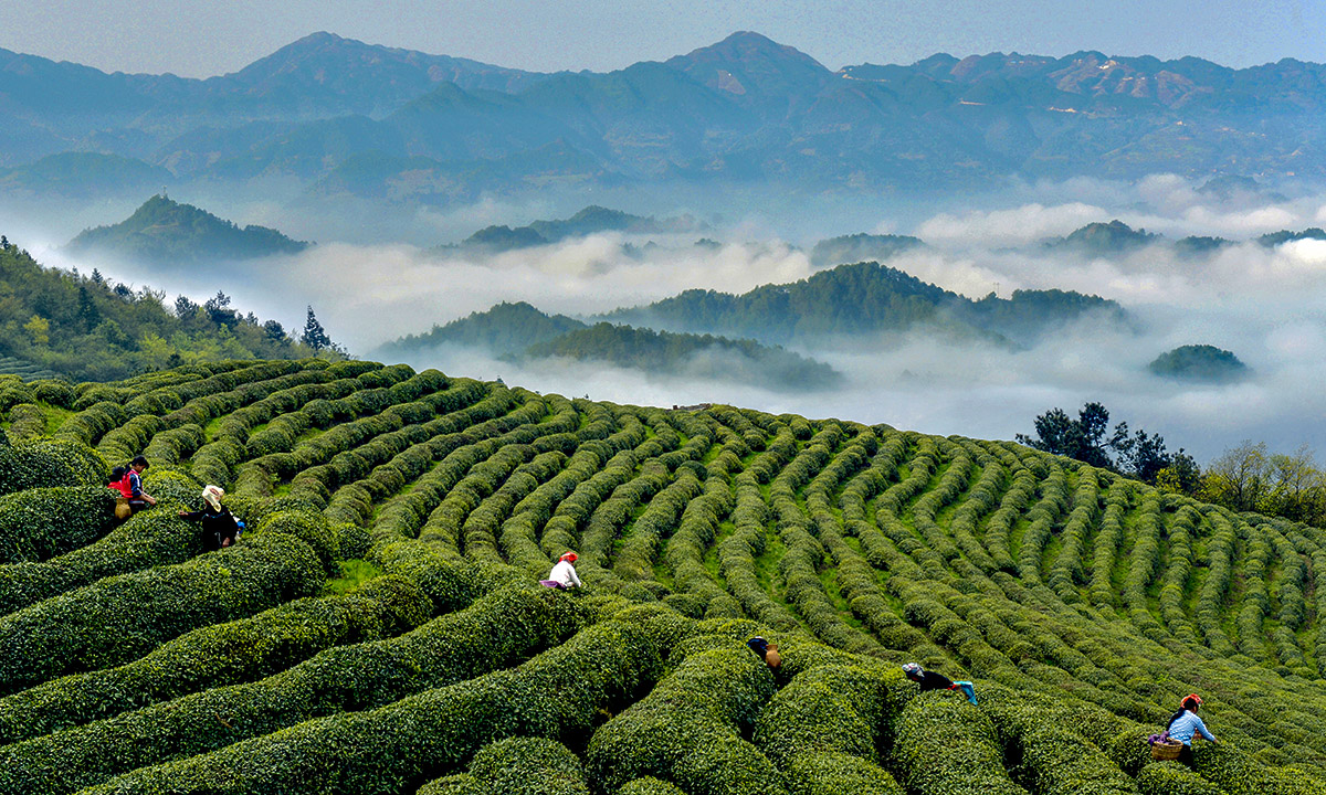 2《雷山腳散茶園 》 陳沛亮 .jpg