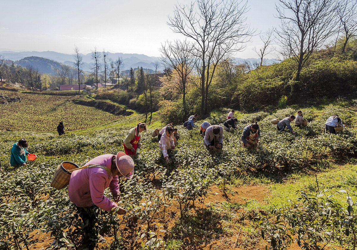 3 2023年4月2日，在鐘山區(qū)大河鎮(zhèn)茶葉種植基地，村民在采摘明前茶。（攝影：郭君海）3.jpg