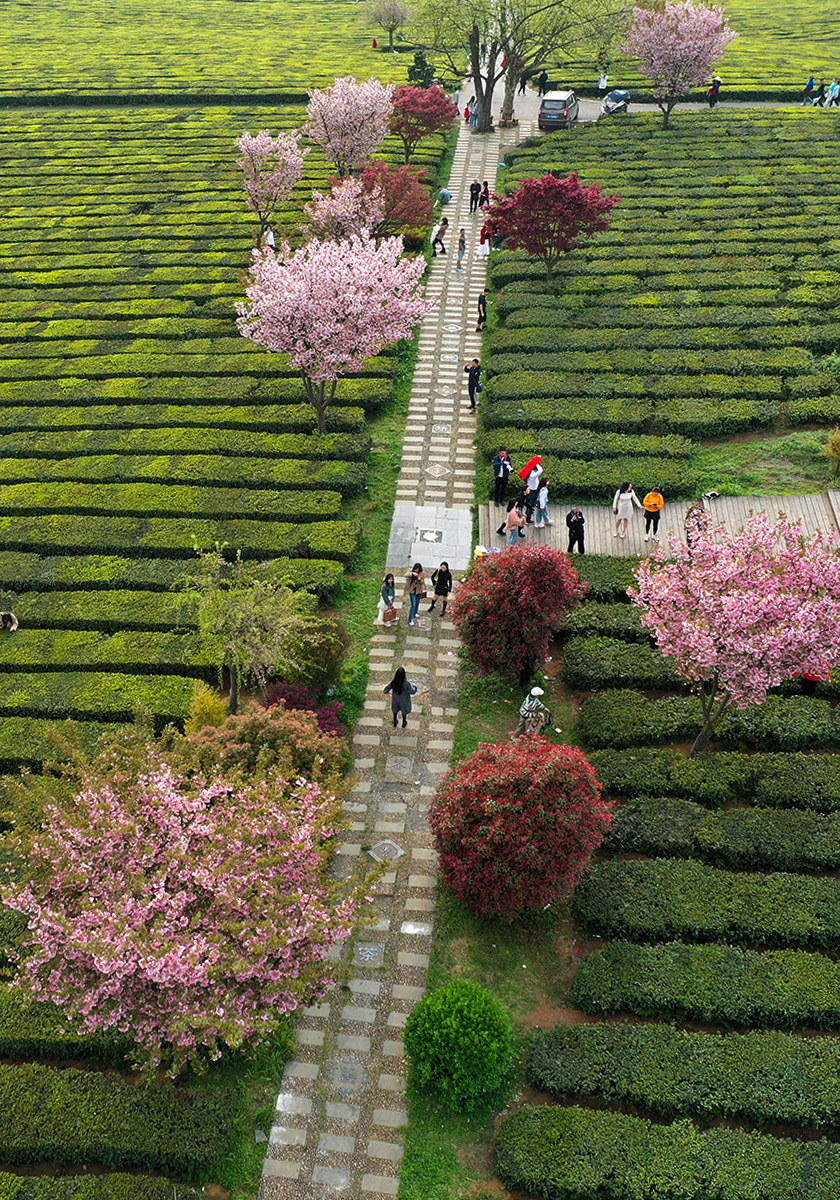 4 茶園春色引客來。喬啟明攝于2023年4月5日，貴陽羊艾茶場13908512612DJI_0549.jpg