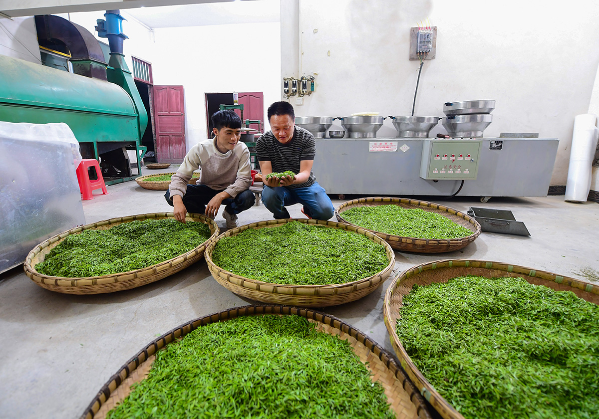 7 貴定云霧挑選茶農(nóng)采收的茶青.jpg