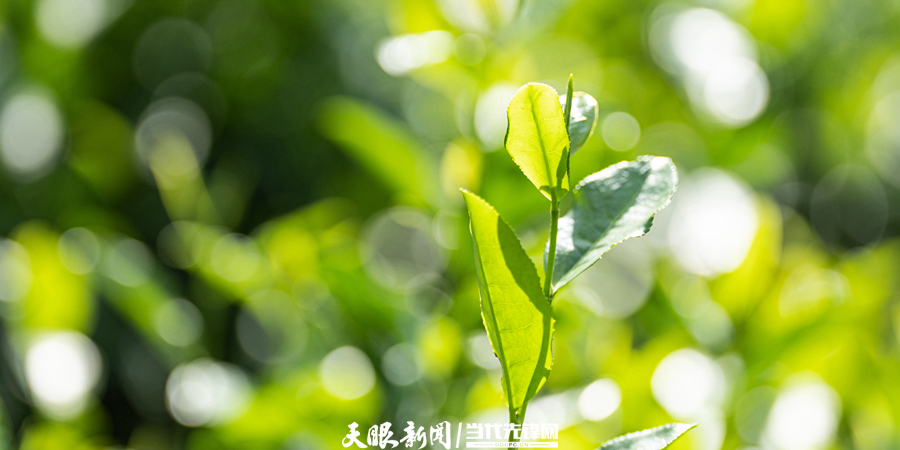 主圖4 位于普安縣高棉鄉(xiāng)的公安部幫扶援建萬畝茶園 王繼磊攝.jpg