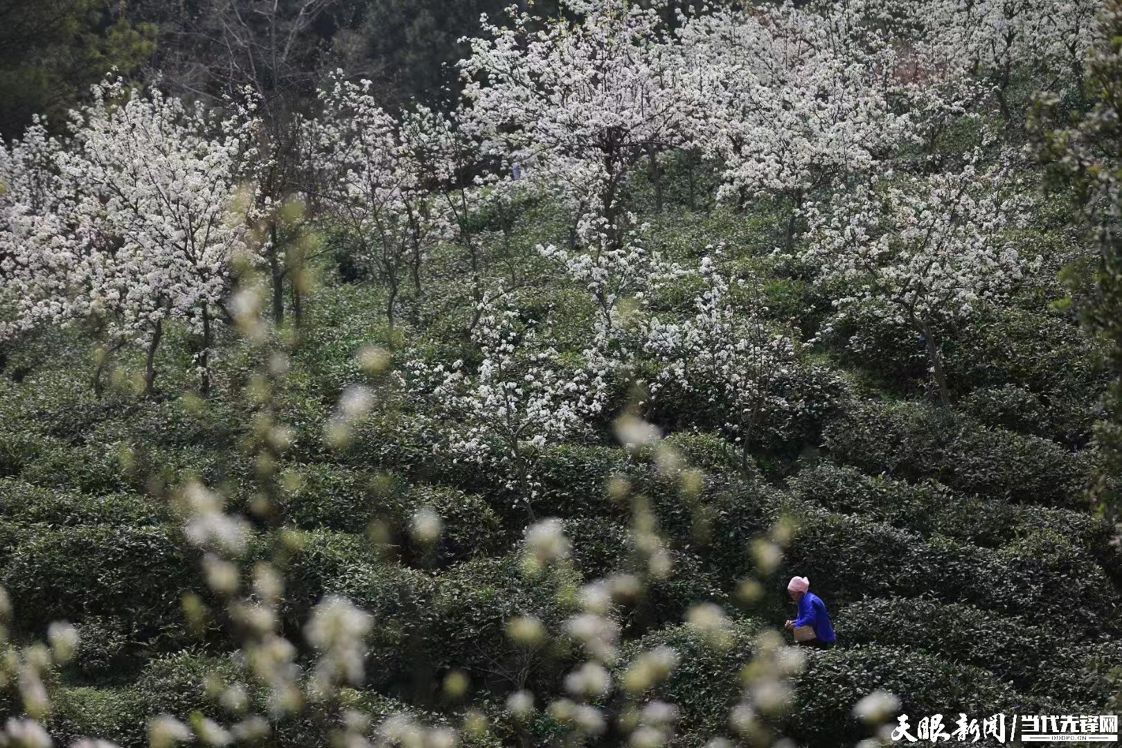貴州茶山（林茶相間）.jpg