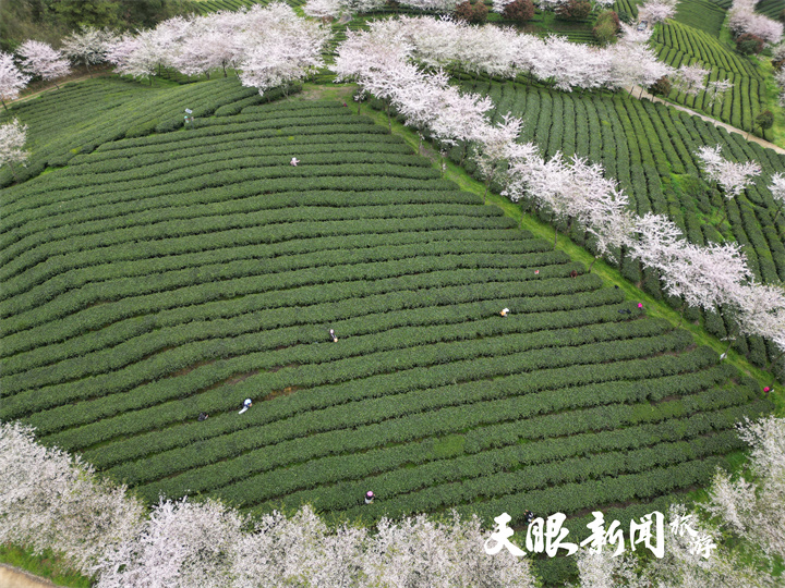 余慶松煙二龍茶園4。賀春雨   攝.jpg