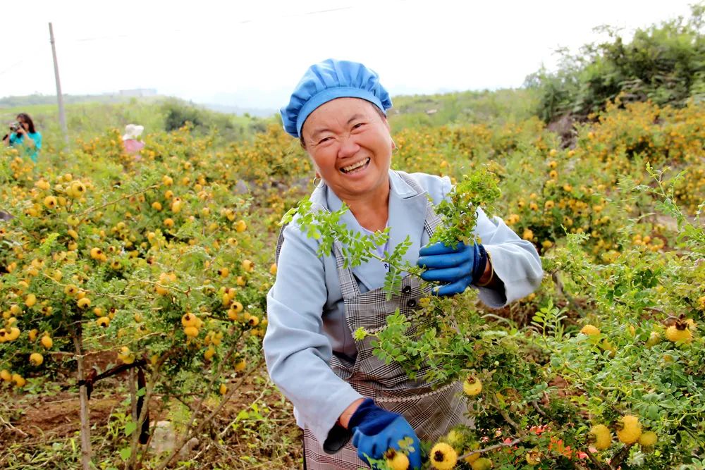 黔西南州安龍縣刺梨.jpg