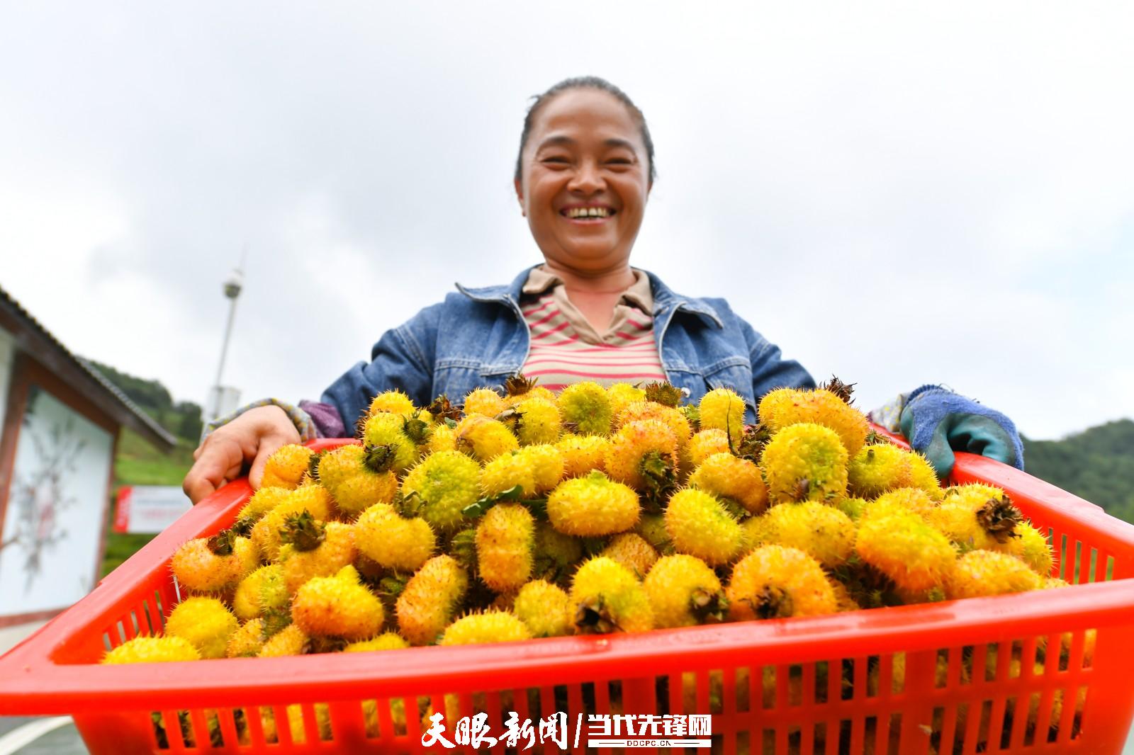 （必選圖六）農(nóng)戶臉上洋溢著豐收的喜悅。ZLS_7233.JPG
