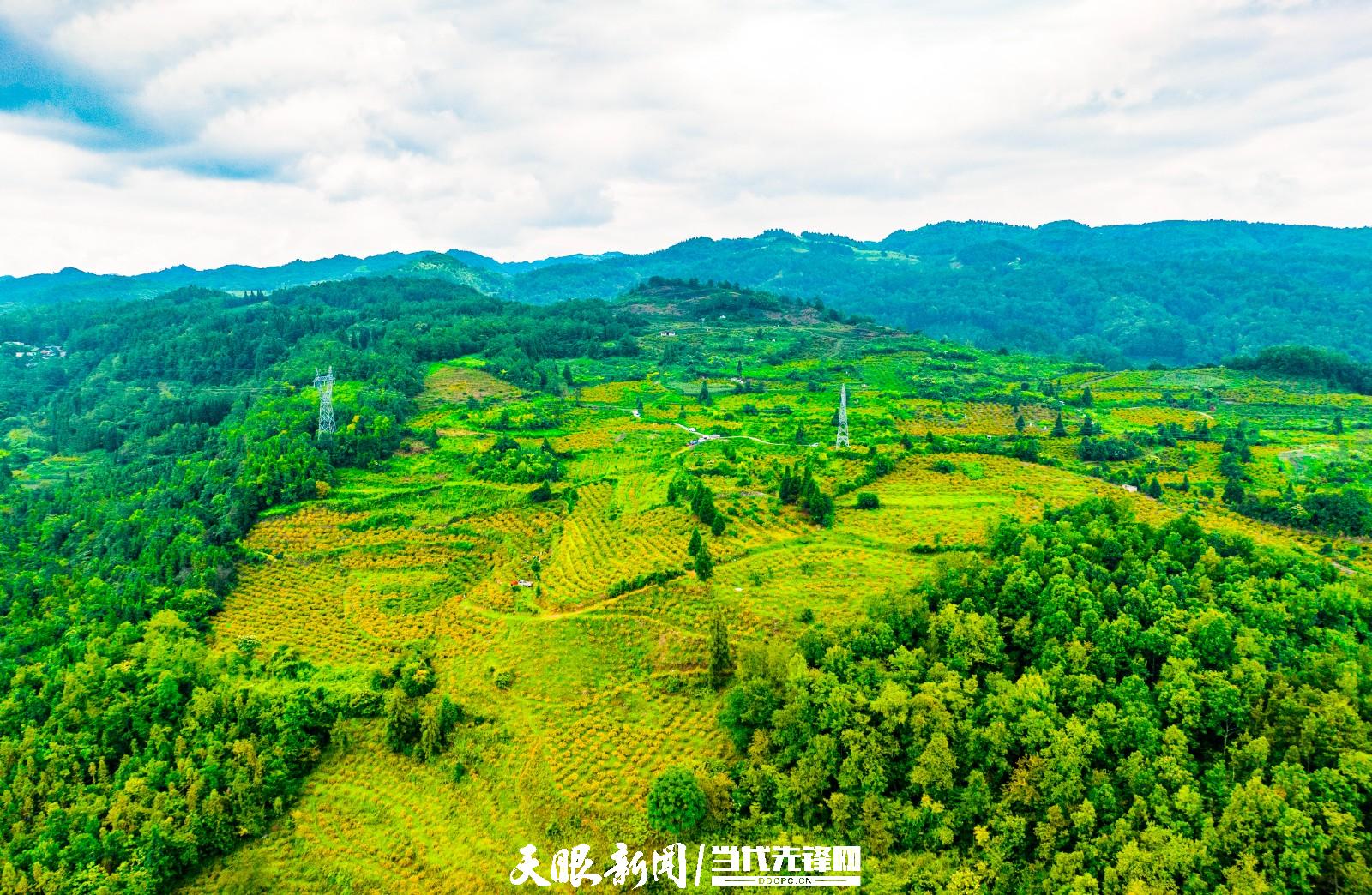 （必選圖2）茶香村刺梨種植基地一片金黃.jpg