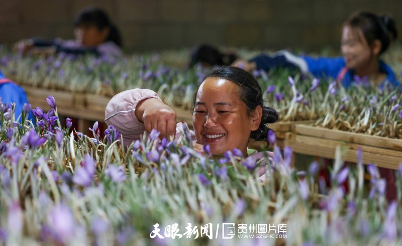 670010-2023年10月26日，在貴州省銅仁市玉屏侗族自治縣朱家場(chǎng)鎮(zhèn)混寨村，村民在花房?jī)?nèi)采摘西紅花。.jpg
