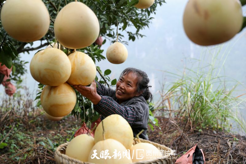 670002-10月26日，村民在開(kāi)陽(yáng)縣花梨鎮(zhèn)清江村蜜柚種植基地里采摘柚子。.jpg