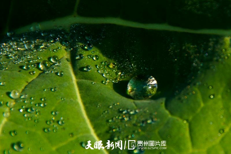 669771-清晨的小水珠。.jpg