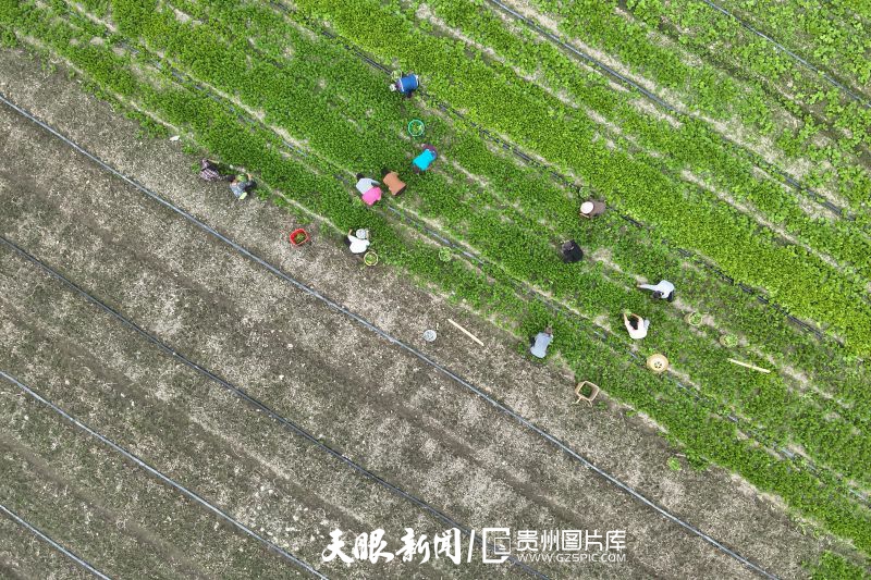 669632-2023年10月24日，貴州省黔東南苗族侗族自治州岑鞏縣思旸鎮(zhèn)盤(pán)街村“稻+菜”輪作基地，村民在采收蔬菜。.jpg