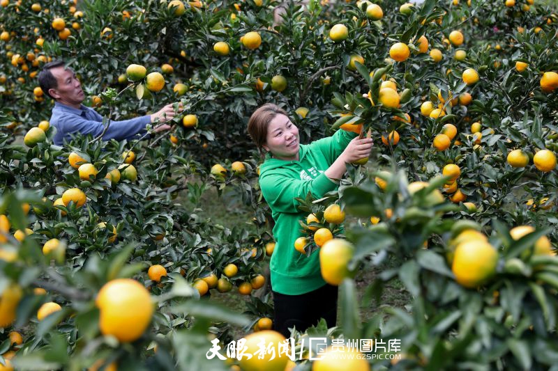 669444-10月24日，游客在修文縣六屯鎮(zhèn)桃源村柑橘種植基地里采摘柑橘。.jpg