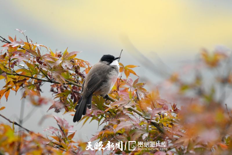 669433-2023年10月24日，貴州省仁懷市楠竹林公園，小鳥(niǎo)在紅黃綠相織的樹(shù)葉間停歇。.jpg