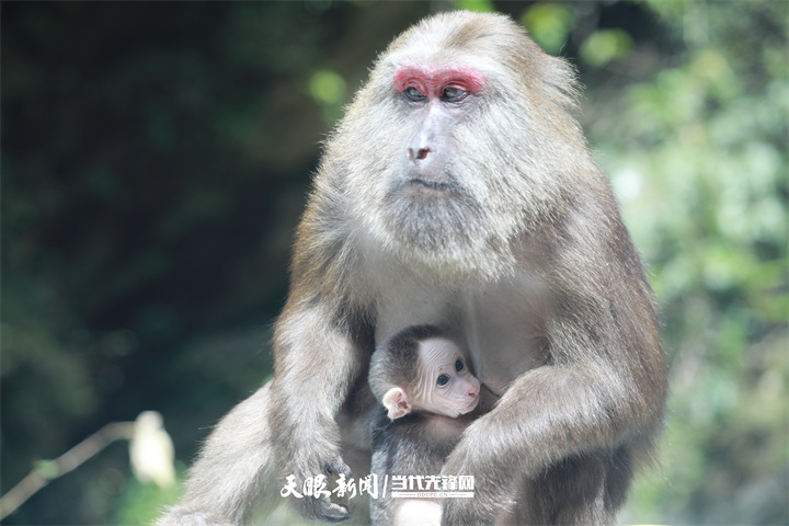 2022年4月21日，在貴州梵凈山國家級自然保護區(qū)管理局印江縣紫薇鎮(zhèn)管理總站附近棲息的藏酋猴。（李鶴攝）.jpg