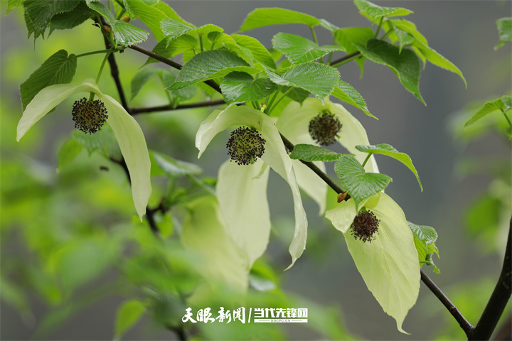 2022年4月14日，在貴州梵凈山國家級自然保護區(qū)拍攝的珙桐花。（李鶴攝）.jpg