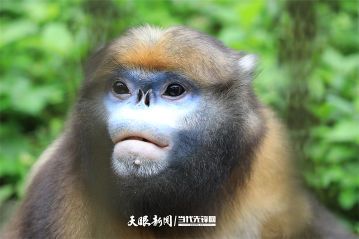 2022年6月16日，在貴州梵凈山國家級自然保護區(qū)野生動物救護中心拍攝的黔金絲猴。2（李鶴  攝）.jpg