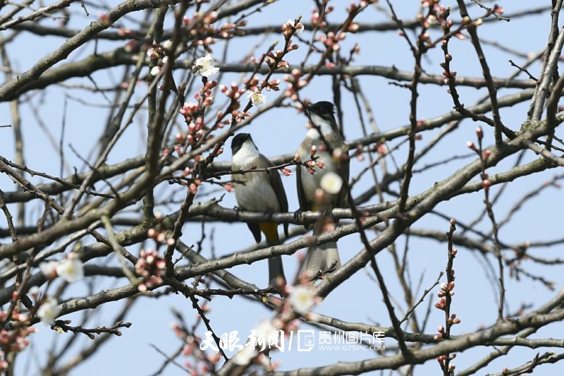 709830-2月20日，兩只小鳥在貴州省遵義市余慶縣白泥鎮(zhèn)滿溪村杏花枝頭上停歇。.jpg
