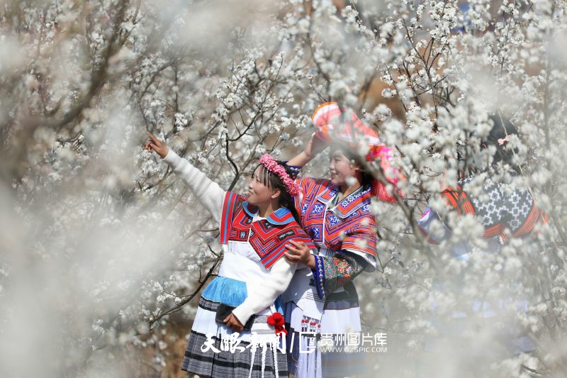710487-2024年2月21日，游客在貴州省畢節(jié)市納雍縣厙東關鄉(xiāng)陶營村觀賞櫻桃花。.jpg