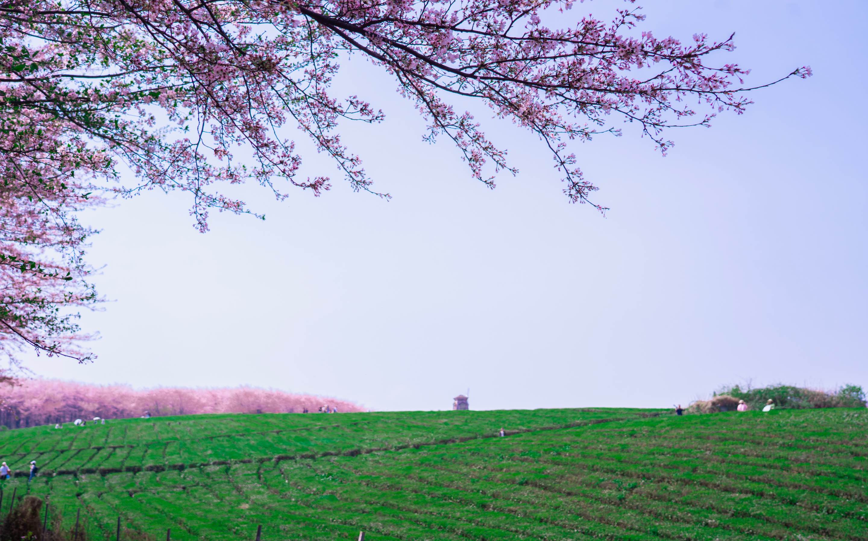 櫻花園（范永宏攝）4.jpg