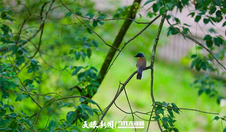 2 石門自然村位于江西省上饒市饒河源國家濕地公園的中心地帶，國際鳥類紅皮書極危物種藍冠噪鹛在此棲息。圖為藍冠噪鹛。.png
