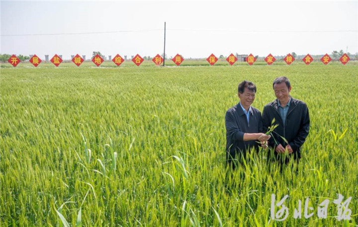 2 2023年5月，河北省滄州市黃驊市舊城鎮(zhèn)仙莊片區(qū)旱堿地麥田，后仙莊村村民楊東進（右）和后仙莊村黨支部副書記劉玉鎖一起查看旱堿麥生長狀況。 河北日報記者 趙杰 攝.jpg