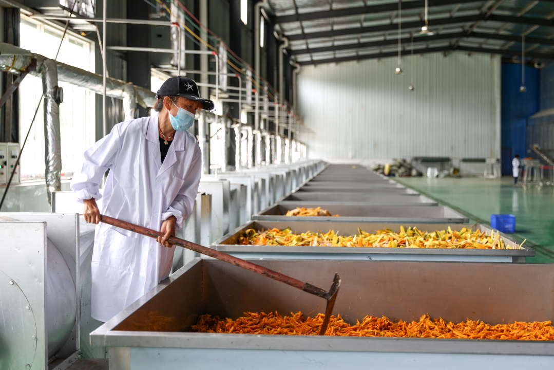 村民在織金縣三甲街道南瓜加工廠加工南瓜產(chǎn)品。陳曦 攝.jpg