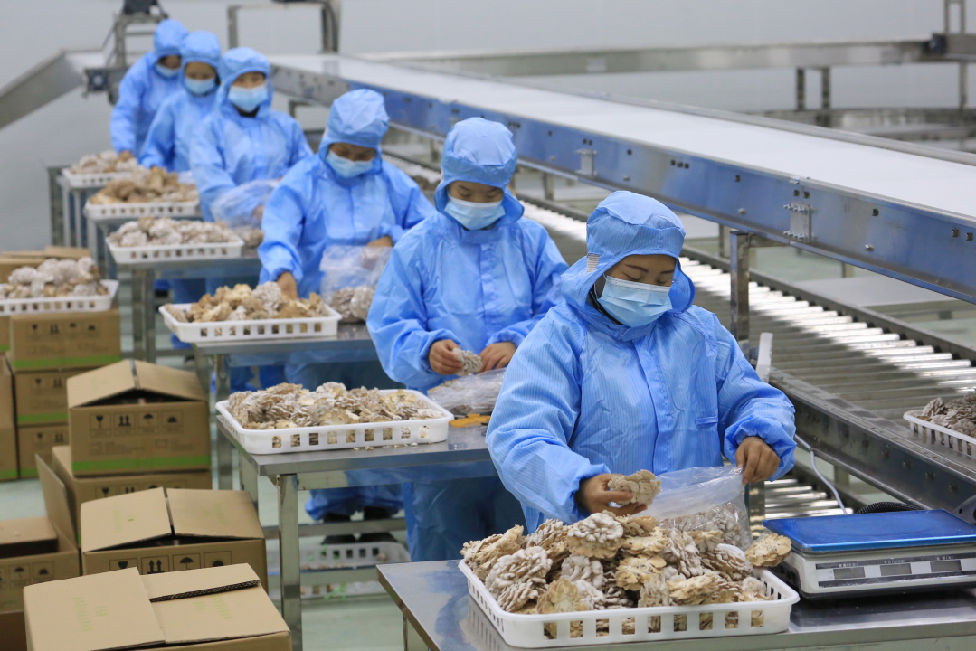 大方縣經(jīng)濟開發(fā)區(qū)一家食用菌種植基地，工人在包裝白參菇。.jpg