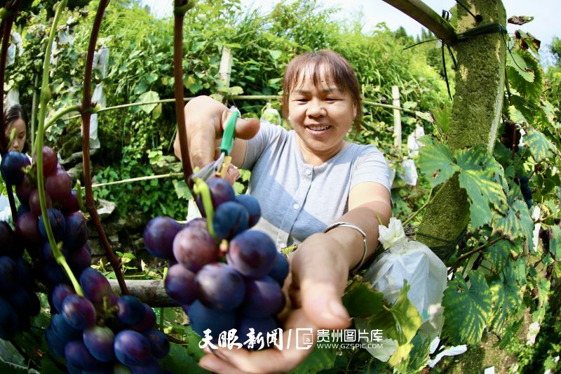 787237-2024年8月15日，在都勻市小圍寨街道沙井街村海咬葡萄種植基地，村民楊云正在自家種植地里采摘葡萄。.jpg
