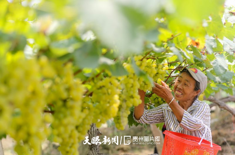 787233-2024年8月15日，果農(nóng)在貴州省開陽縣南江鄉(xiāng)龍廣村生態(tài)葡萄種植基地里采摘葡萄。.jpg