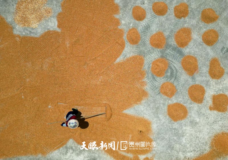 786465-8月13日，在貴州省遵義市余慶縣龍家鎮(zhèn)新坪村，農(nóng)民正在晾曬高粱。（無人機照片）.jpg