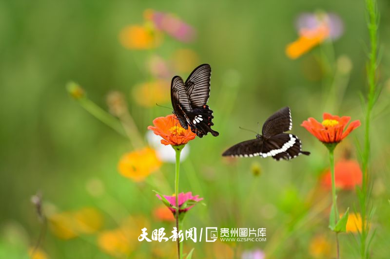 786086-2024年8月11日，在黔西市錦星鎮(zhèn)洪福村一處花叢中，一群蝴蝶翩翩起舞相互追逐嬉戲歇息，構成了一幅夏日美景。.jpg